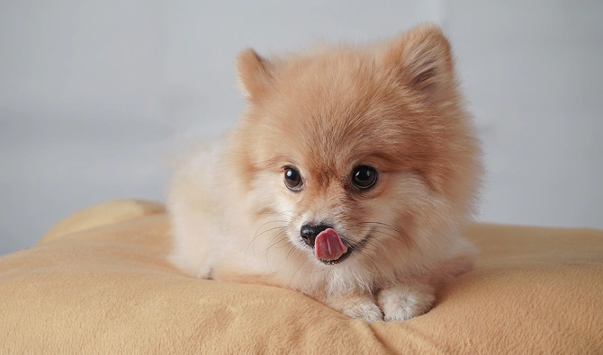 House Train A Pomeranian Puppy